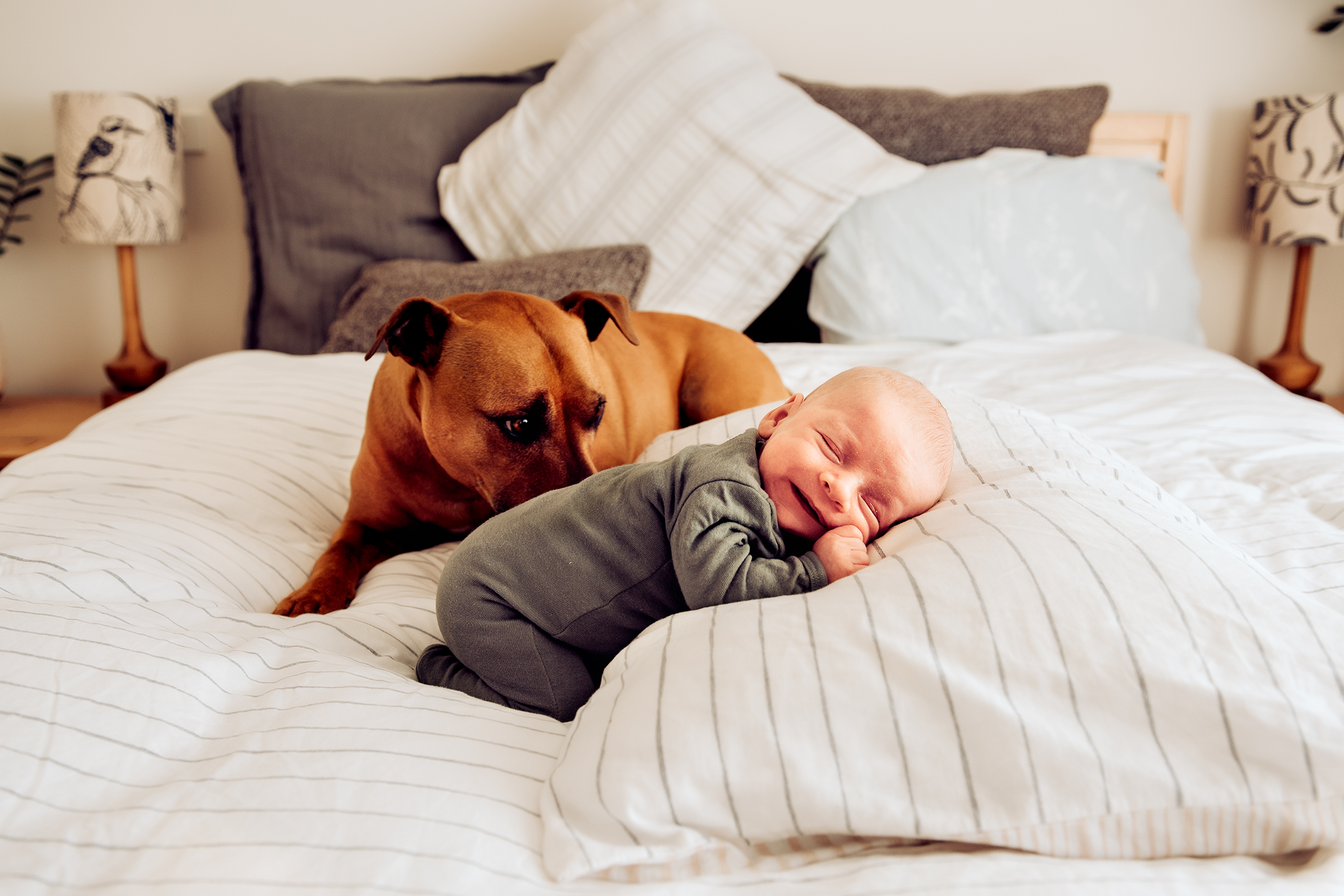 contact-banner canberra newborn photographer baby and puppy on bed